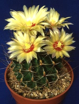 Hamatocactus_setispinus